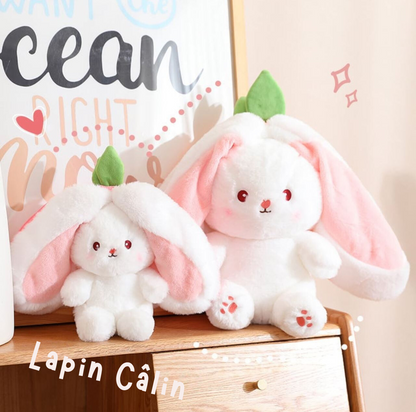 Lapin Câlin